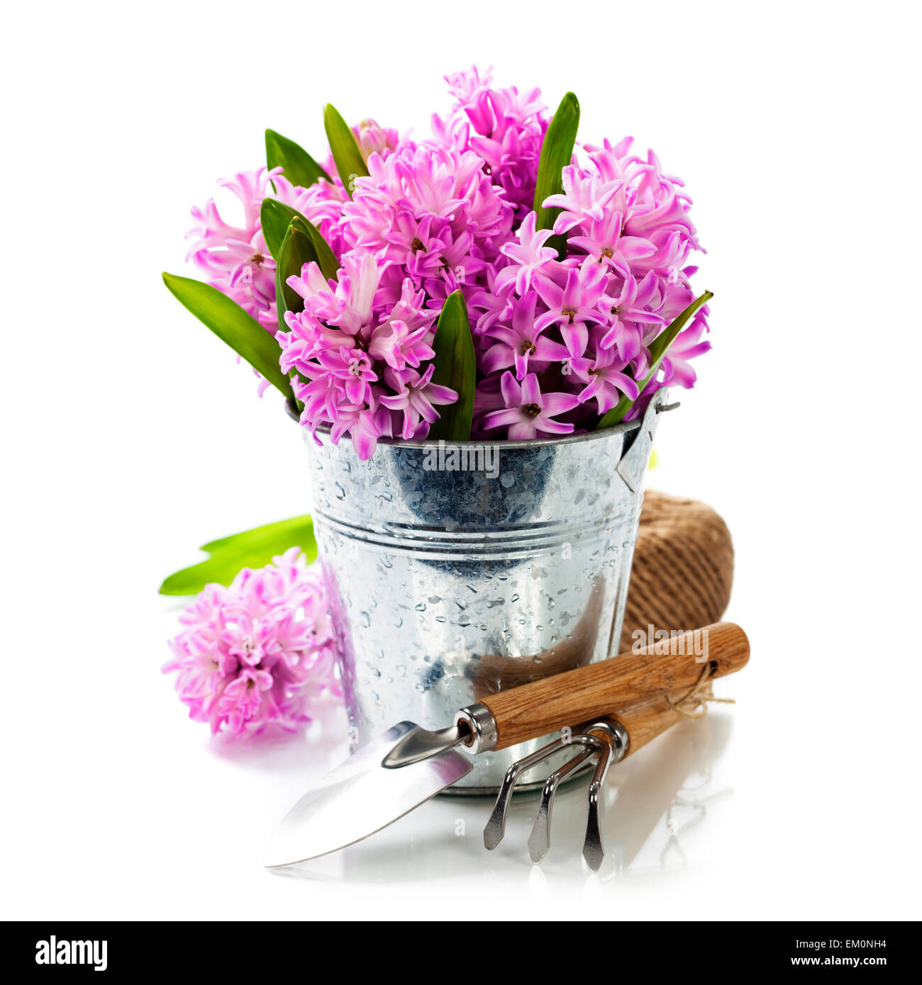 Schöne Hyazinthen und Gartenwerkzeuge Stockfoto