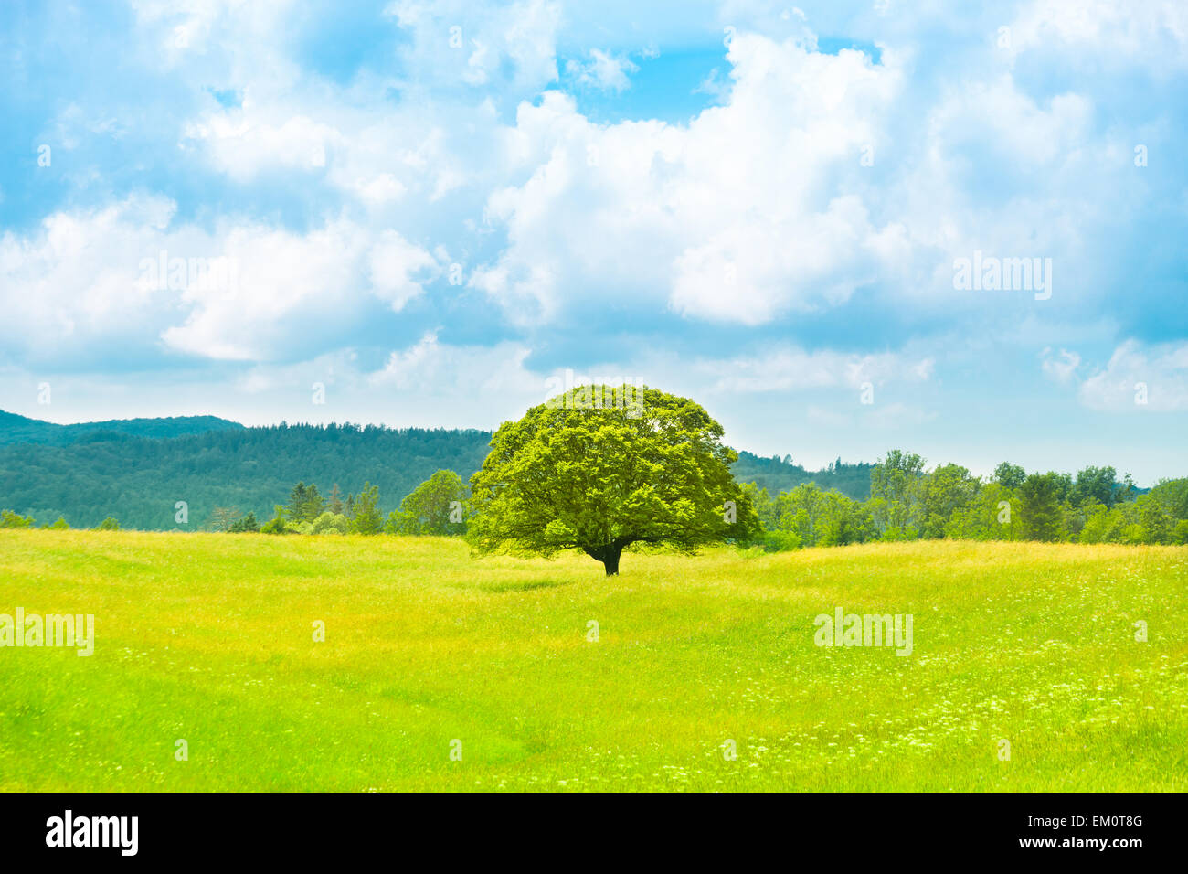 Grüne Erde- Stockfoto