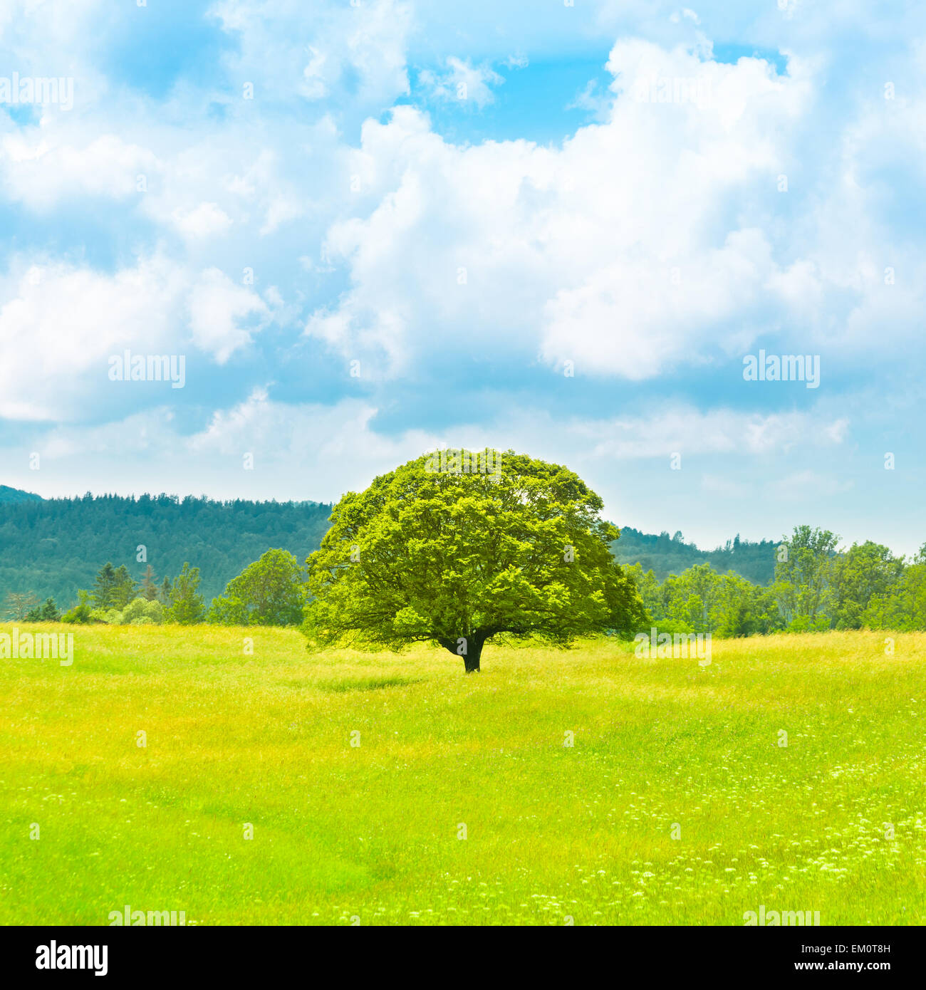 Grüne Erde- Stockfoto