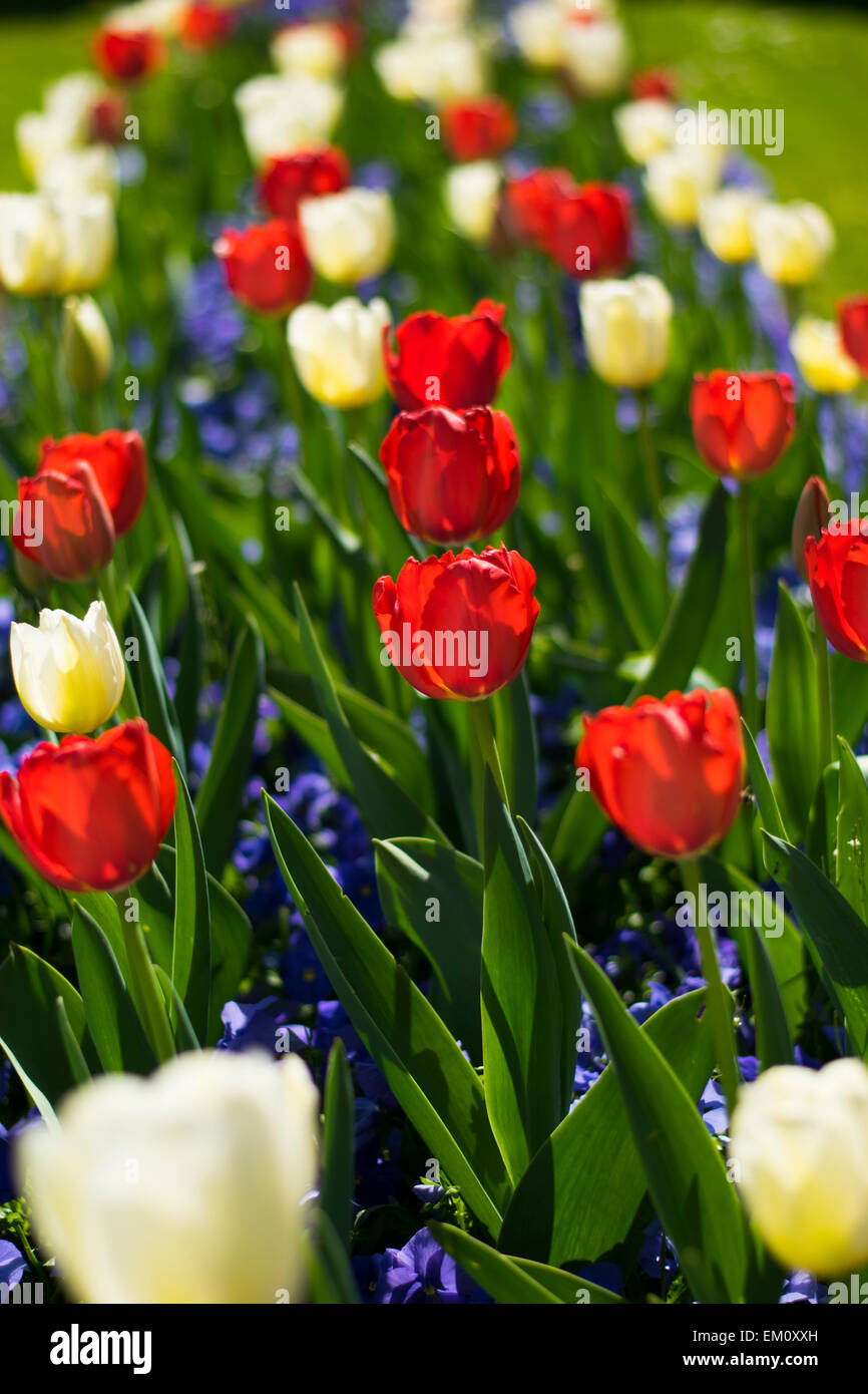 Schön arrangiert eine Reihe von roten und weißen Tulpen. Stockfoto