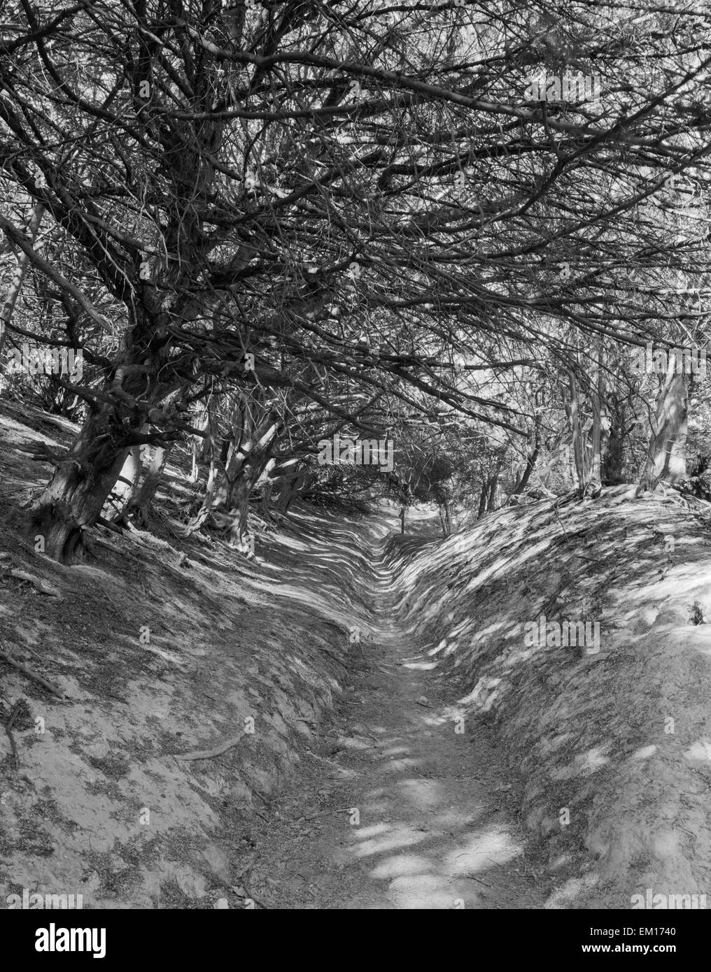 Suche NE auf eine versunkene Trackway durch den Wald mit Eiben auf Colley Hill, Reigate, Surrey, Bestandteil der Kreide-Schichtstufe der North Downs. Stockfoto