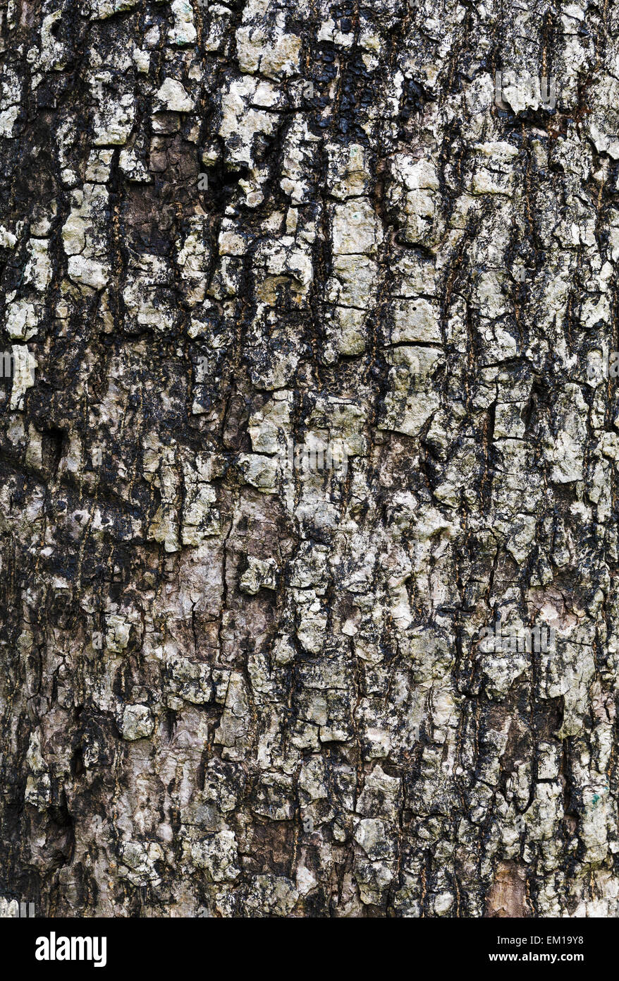 Baum-Rinde-Textur Stockfoto