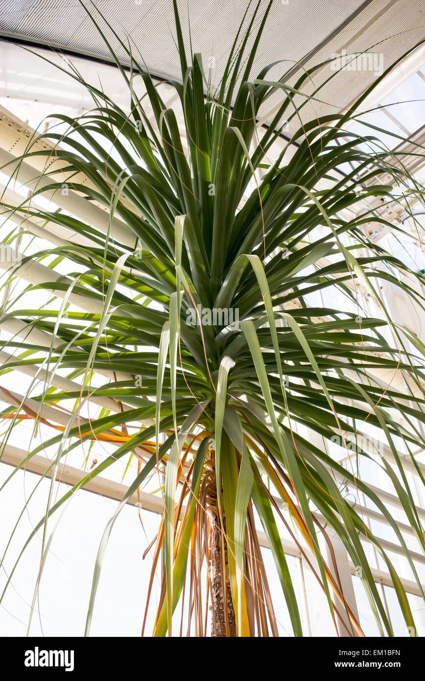 Beaucarnea guatemalensis Fotos und Bildmaterial in hoher Auflösung