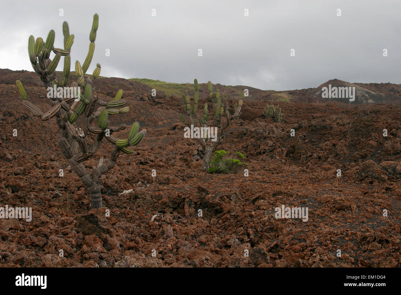 Sierra Negra Vulkans, Isabela Island, Galapagos, Ecuador, Südamerika Stockfoto