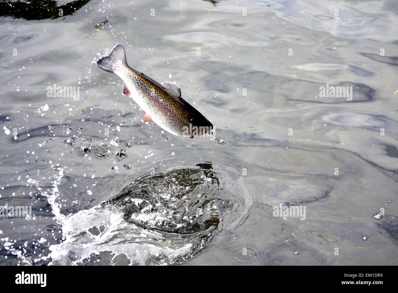 Regenbogenforelle springen Stockfoto