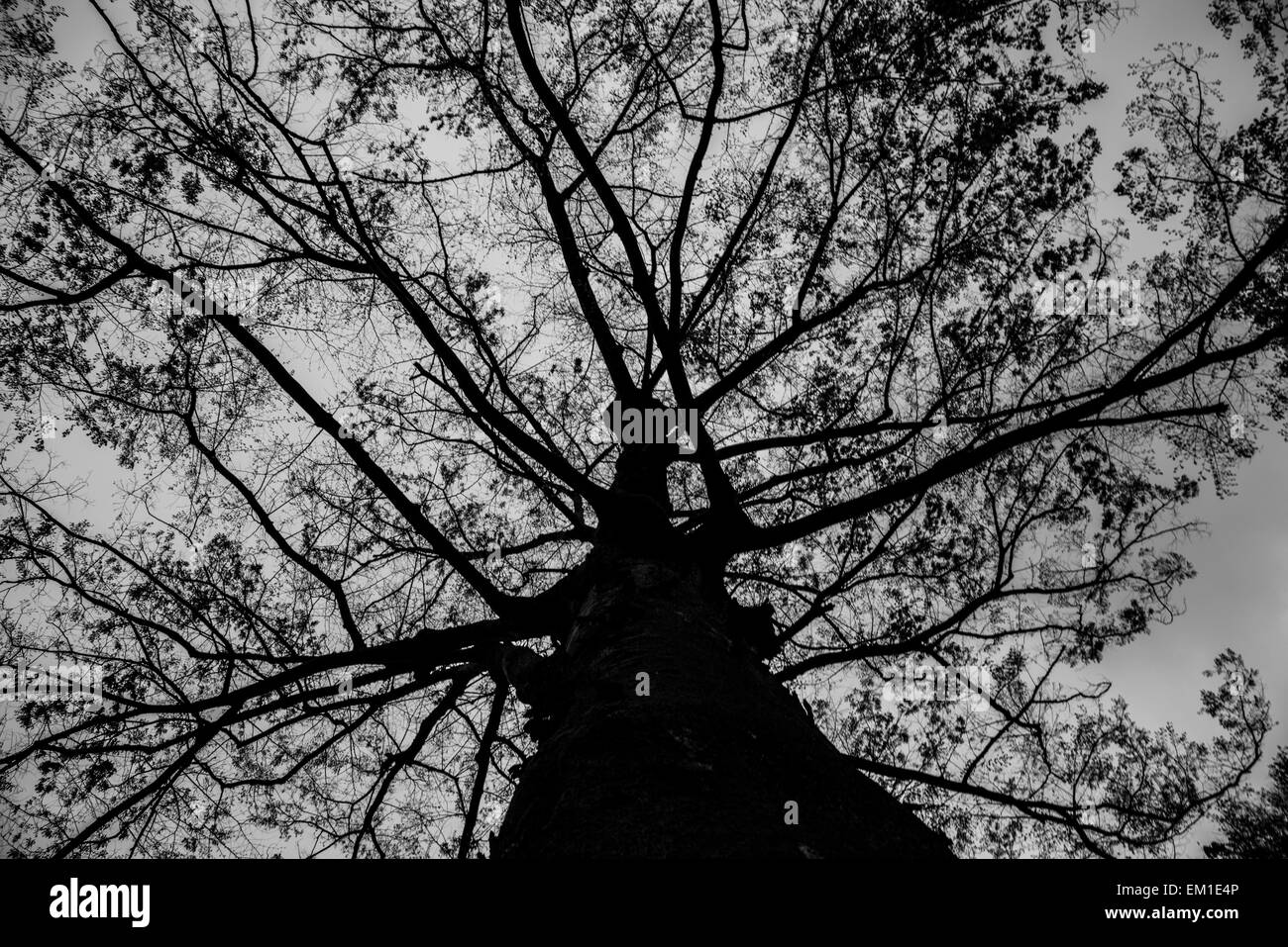 Nachschlagen von Baum, Kichijoji, Musashino City, Tokyo, Japan Stockfoto