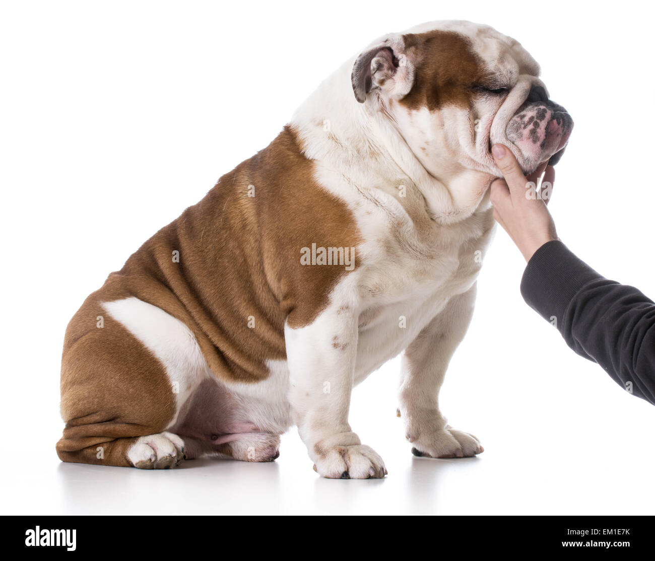 Hund und Mensch Bond - englische Bulldogge mit Eigentümern hand aufs Kinn auf weißem Hintergrund Stockfoto