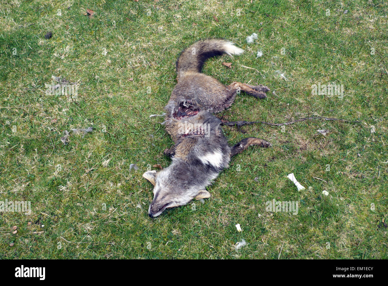 Toten Fuchs, teilweise preyed auf Dartmoor, Devon, UK Stockfoto