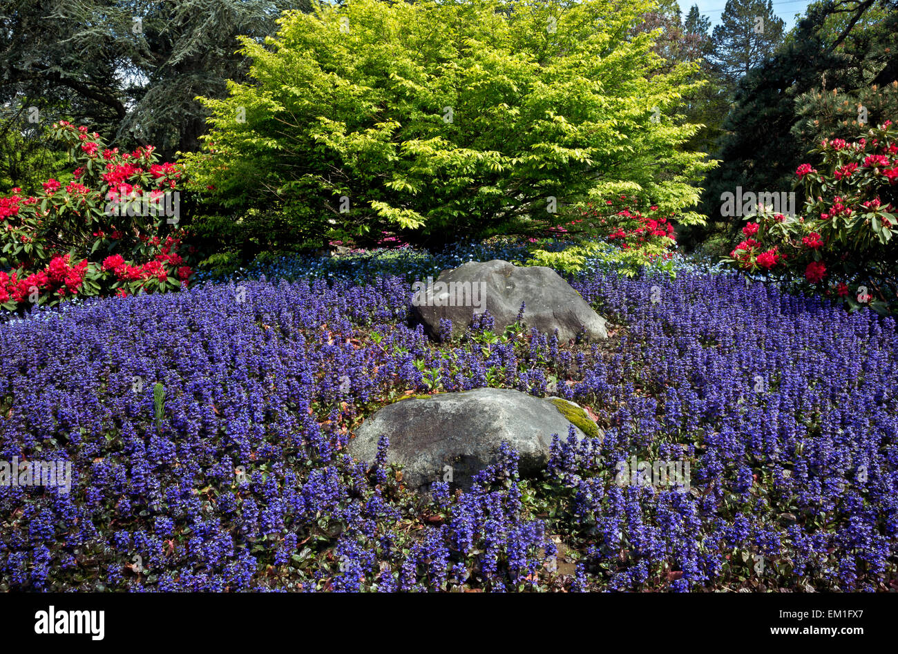 WA10288-00... WASHINGTON - Blumen blühen in Seattles Kubota Garten. Stockfoto