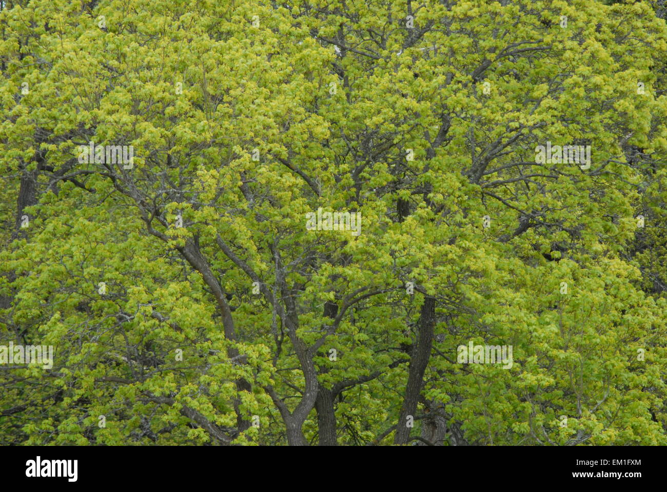 Baumdach mit hellgrünem Laub im Frühling, von oben gesehen. Stockfoto