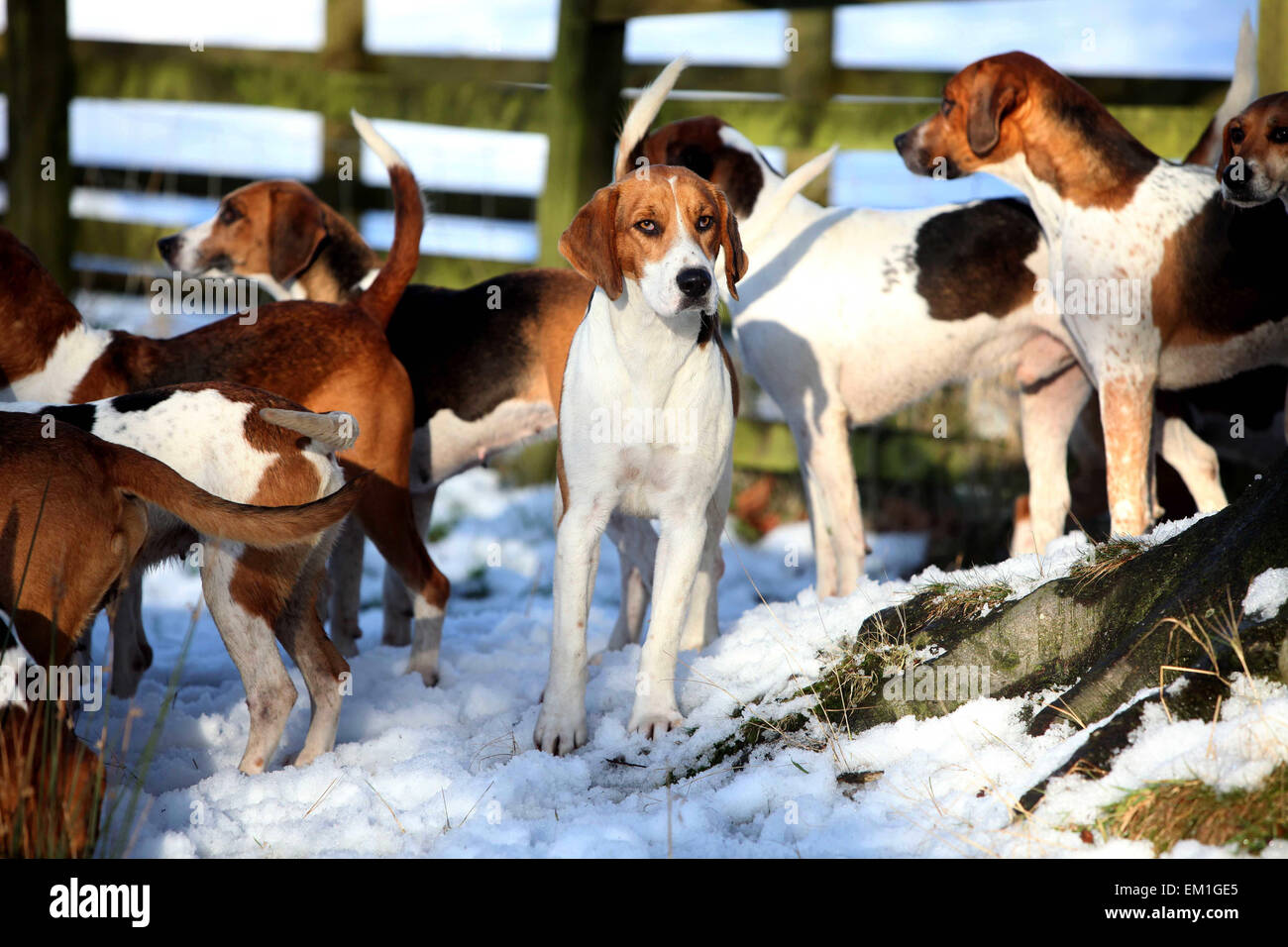 Rivington Weihnachtstag Jagd.  Die Jagd dauerte nicht statt wegen des Wetters war also eine Show der Hunde und Reiter.  BILD: CHR Stockfoto