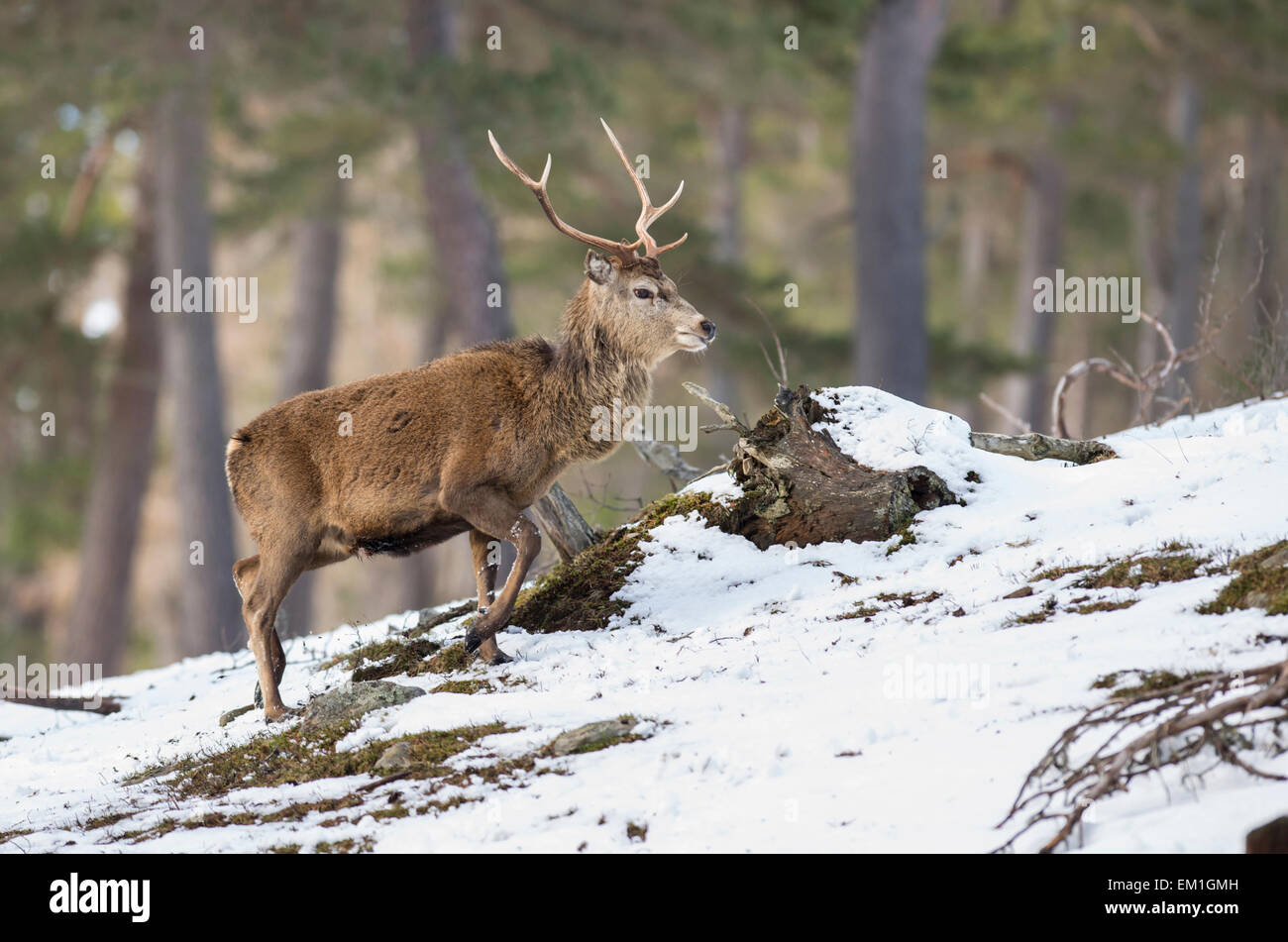 Rothirsch (Cervus Elaphus). Hirsch, bewegt durch einen schottischen Kiefernwald auf dem Alvie Anwesen im Winter. Stockfoto