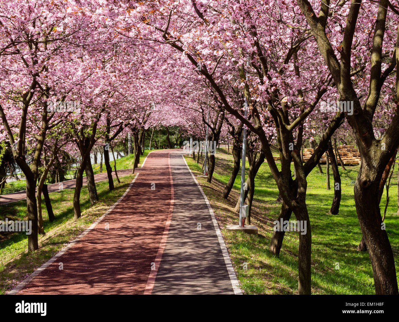 Reihen von wunderschön blühenden Kirschbäume auf einem Fluss Pfad Stockfoto