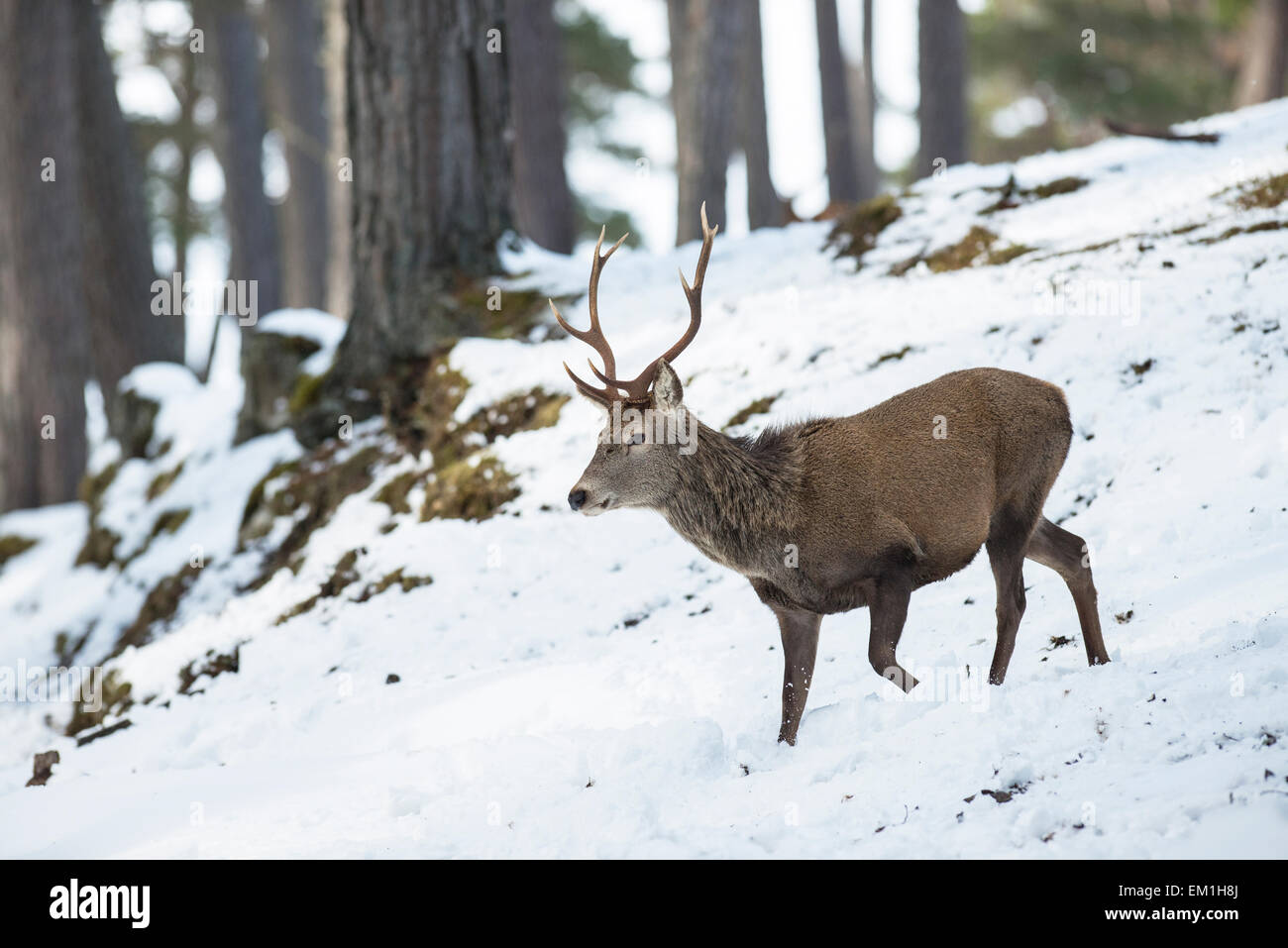 Rothirsch (Cervus Elaphus). Hirsch, bewegt durch einen schottischen Kiefernwald auf dem Alvie Anwesen im Winter. Stockfoto