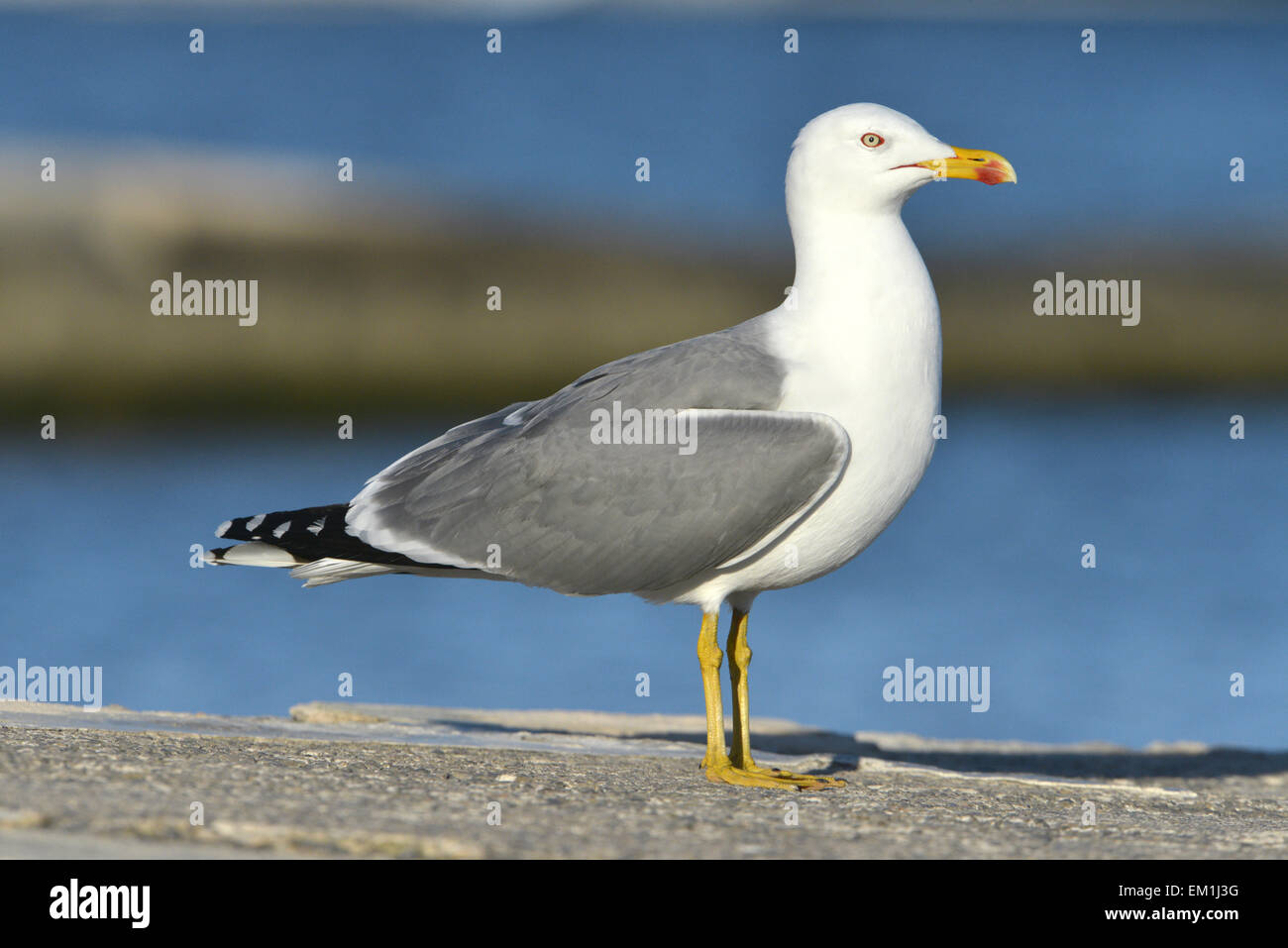 Gelb-legged Möve - Larus Michahellis - Sommer Erwachsenen. Stockfoto