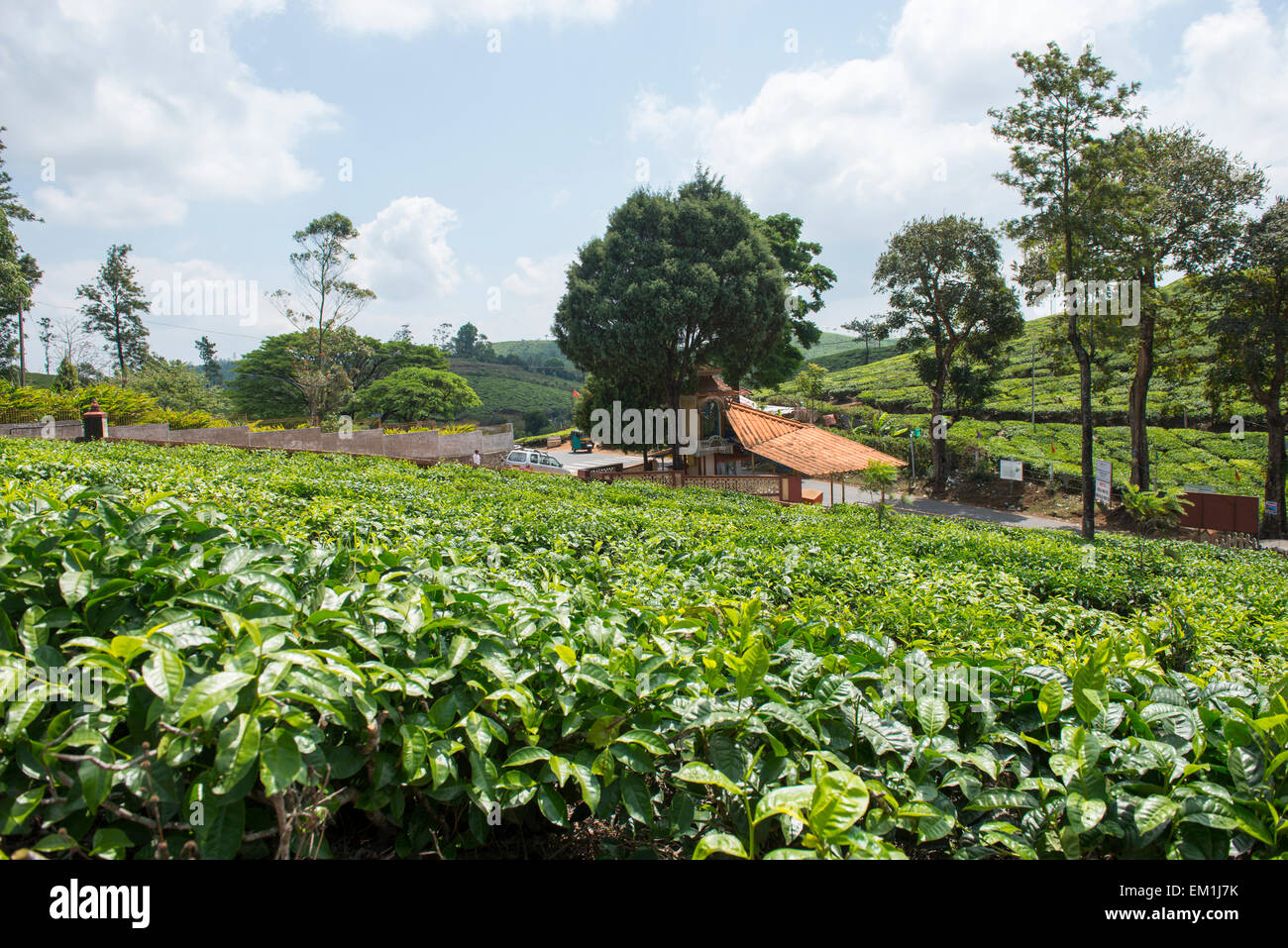 Teepflanzen, die rund um die Pattumala Matha Kirche und Pilgerzentrum in Kerala, Indien Stockfoto