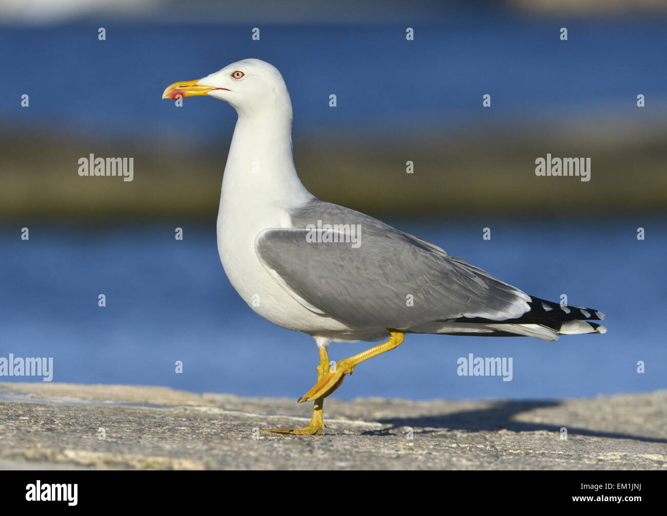 Gelb-legged Möve - Larus Michahellis - Sommer Erwachsenen. Stockfoto