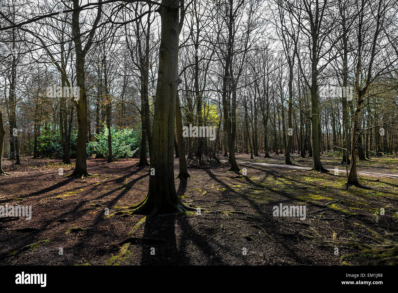 Thorndon Park Wald in Essex. Stockfoto