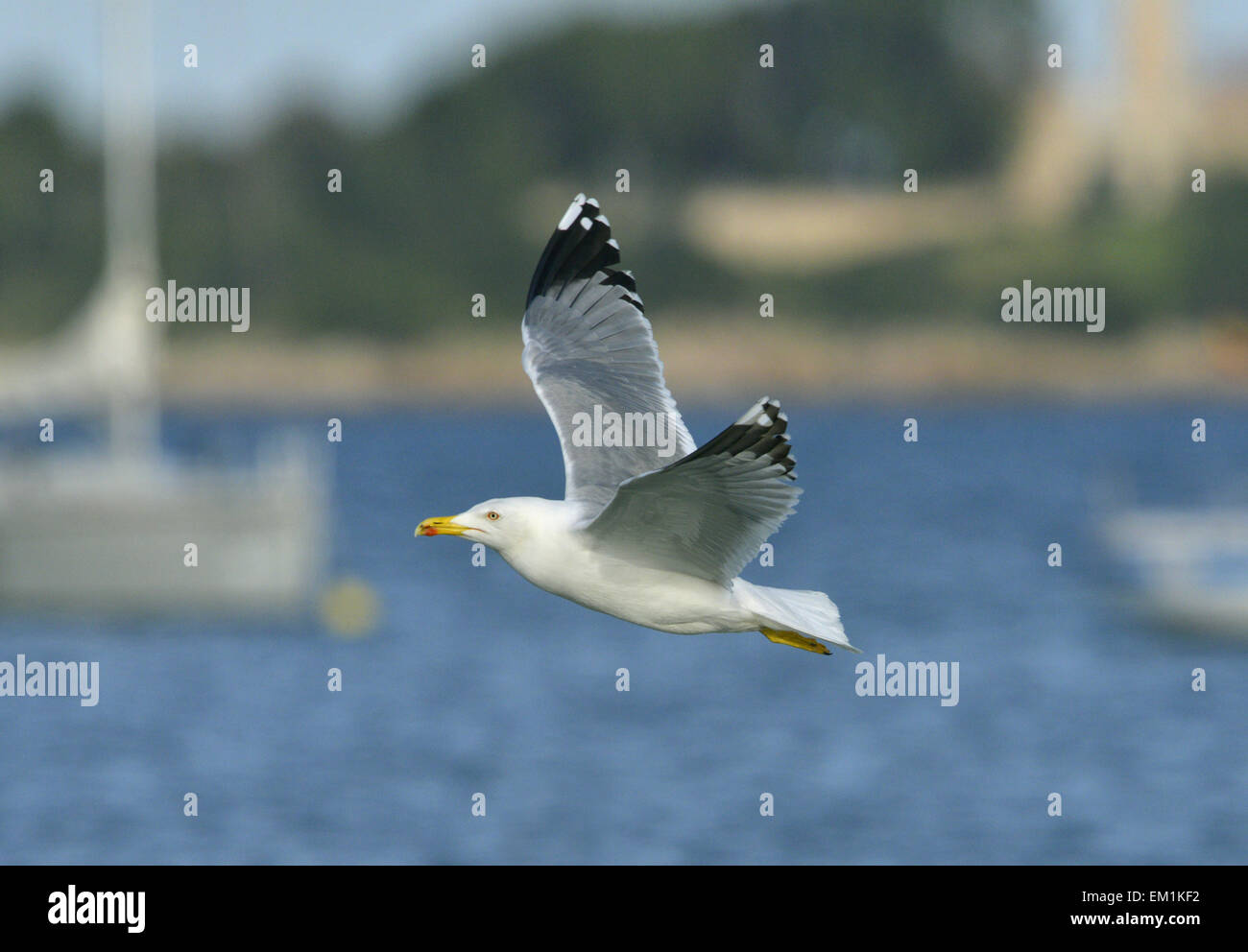 Gelb-legged Möve - Larus Michahellis - Sommer Erwachsenen. Stockfoto