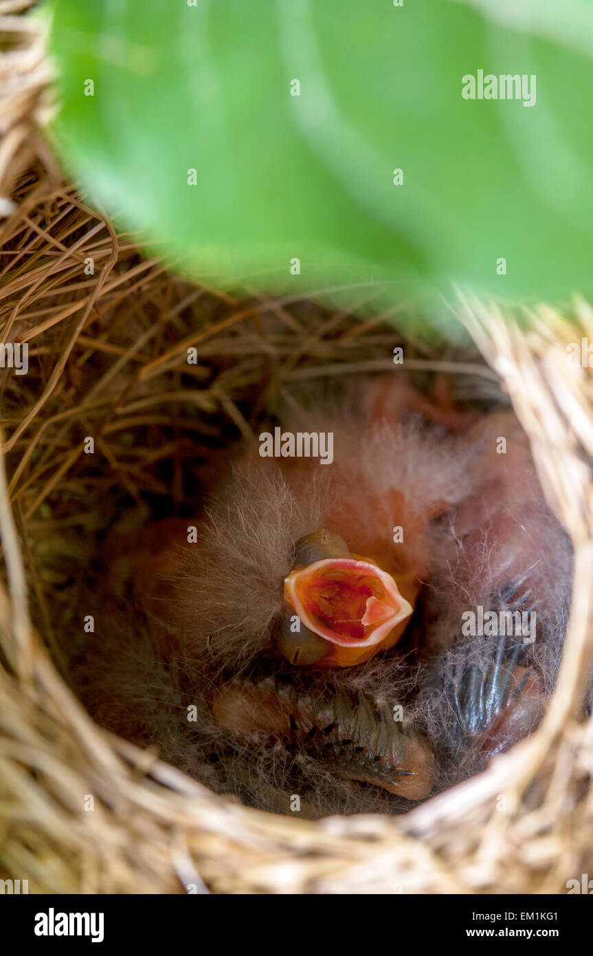 Baby Bird nest Mund offen Stockfoto