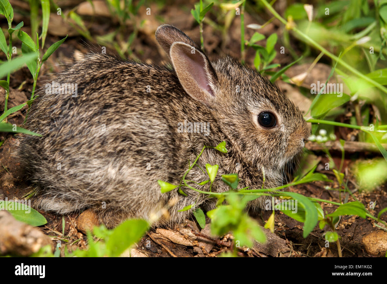 Baby-Hase im Rasen Stockfoto