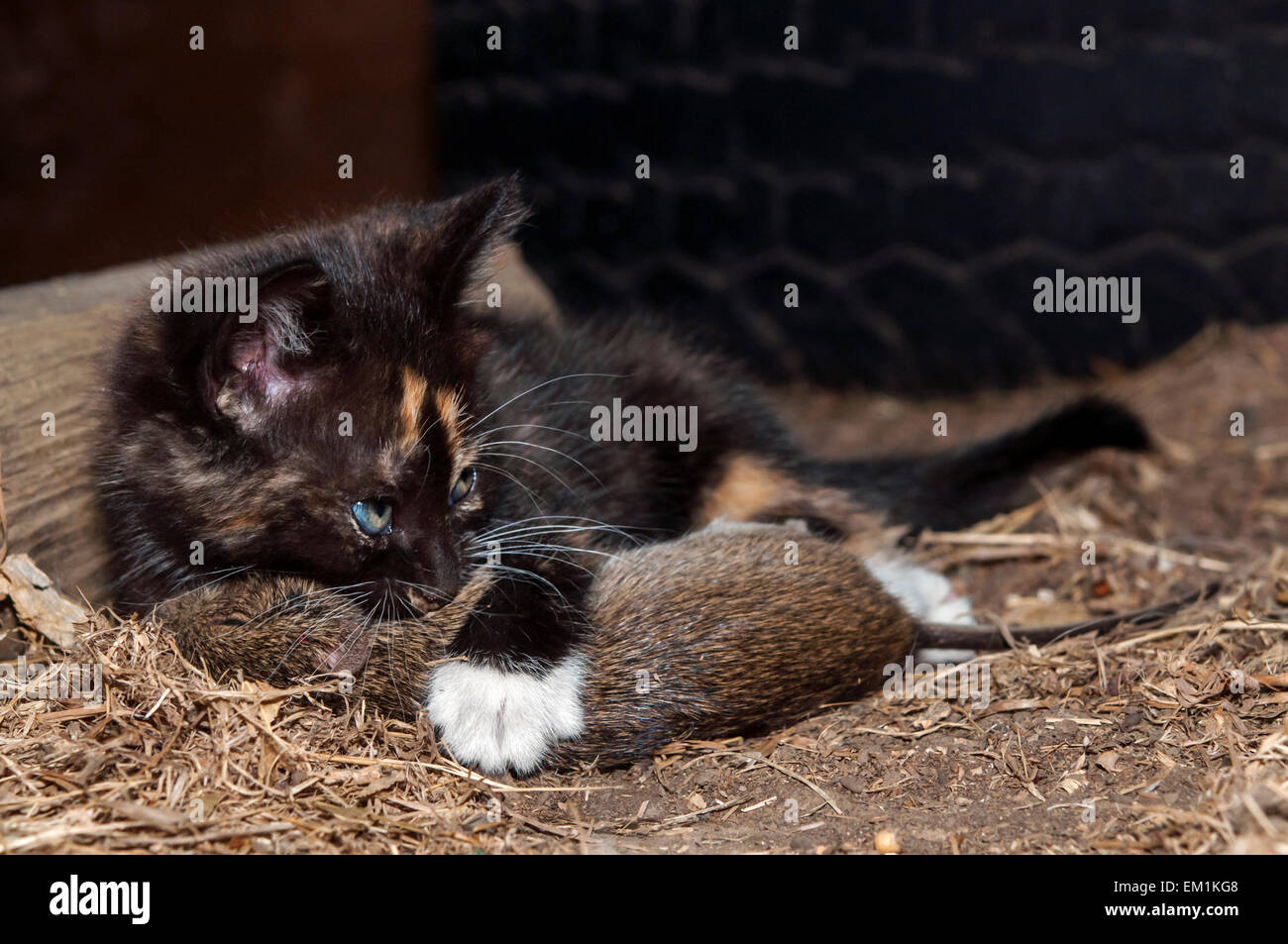 Kätzchen bissige Ratte Stockfoto