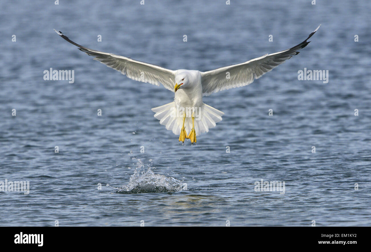 Gelb-legged Möve - Larus Michahellis - Sommer Erwachsenen. Stockfoto