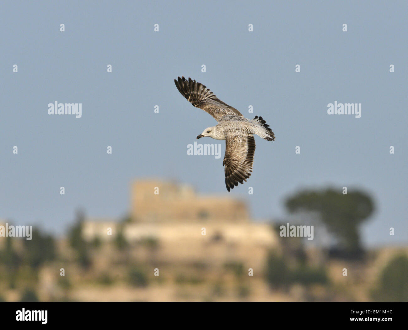 Gelb-legged Möve - Larus Michahellis - 1. Winter. Stockfoto