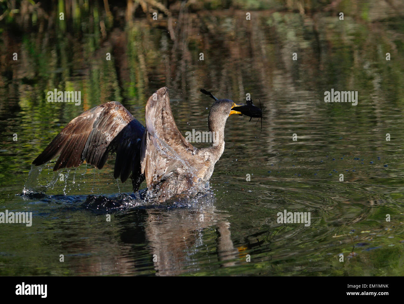 Doppel-crested Kormoran (Phalacrocorax Auritus) mit einem Fisch Stockfoto