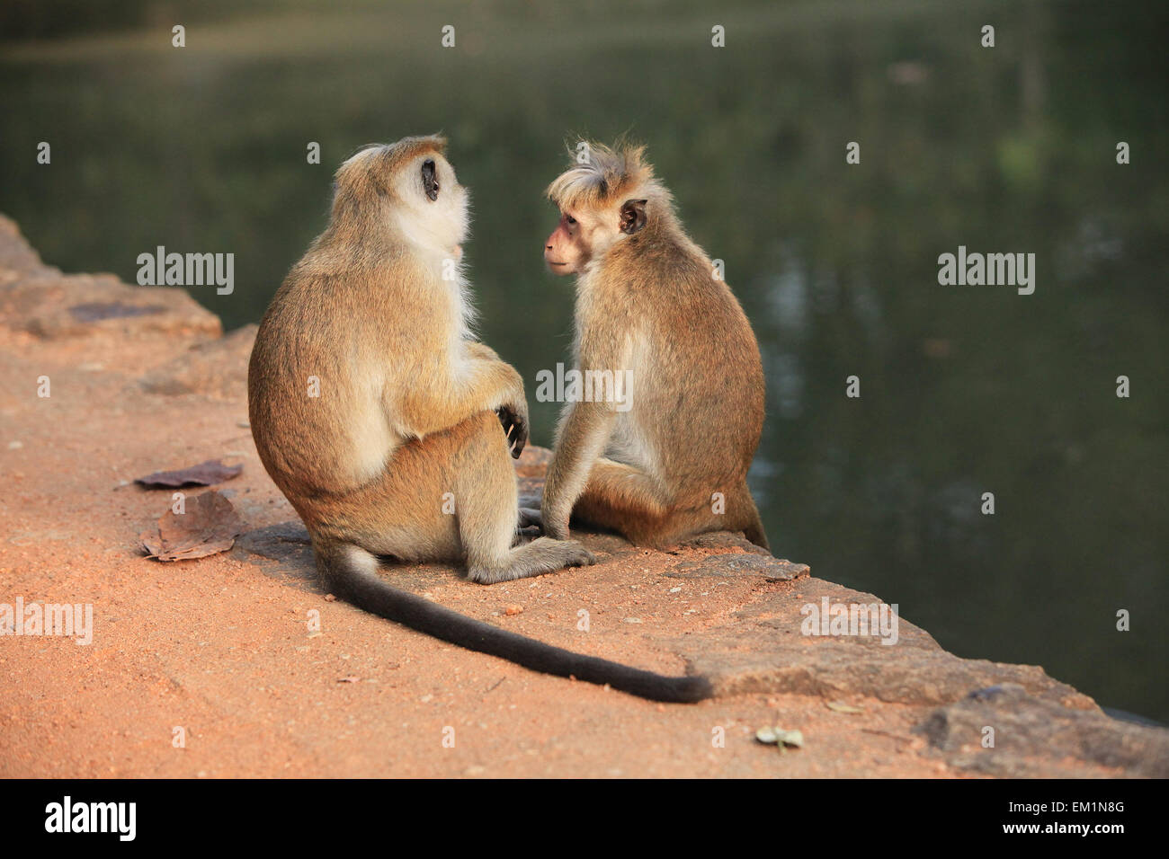 Rhesus-Makaken, die Pflege einer männlich, Jaipur, Indien Stockfoto