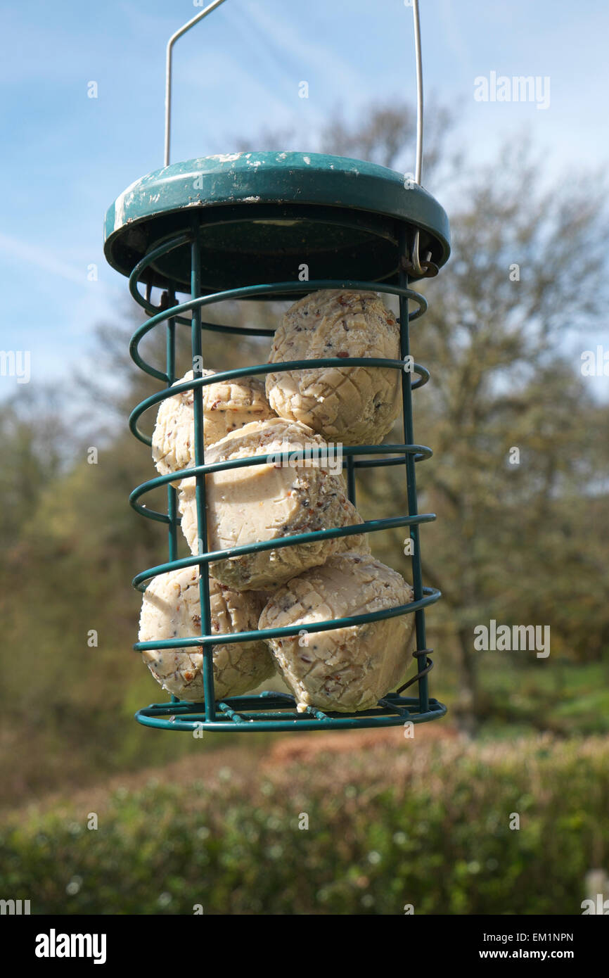 Meisenknödeln für Vogelfutter in einem Futterhaus hängend in einem Garten im Frühling Wales UK KATHY DEWITT Stockfoto