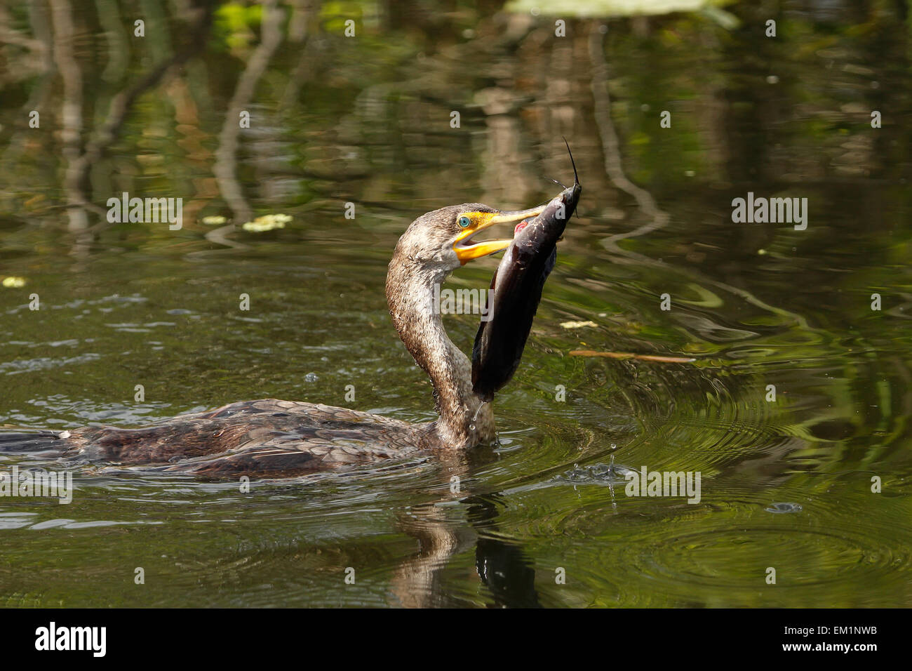 Doppel-crested Kormoran (Phalacrocorax Auritus) mit einem Fisch Stockfoto