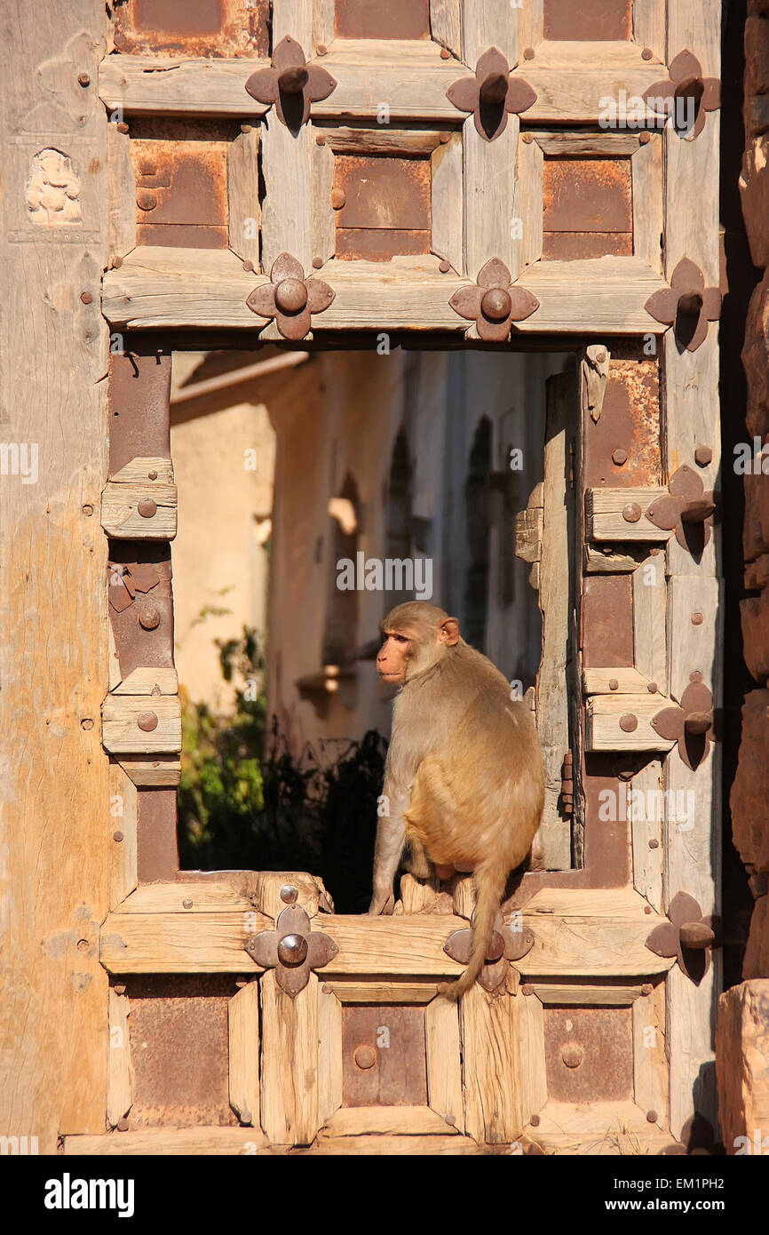 Rhesus-Makaken (Macaca Mulatta) sitzen am Tor des Taragarh Fort, Bundi, Rajasthan, Indien Stockfoto