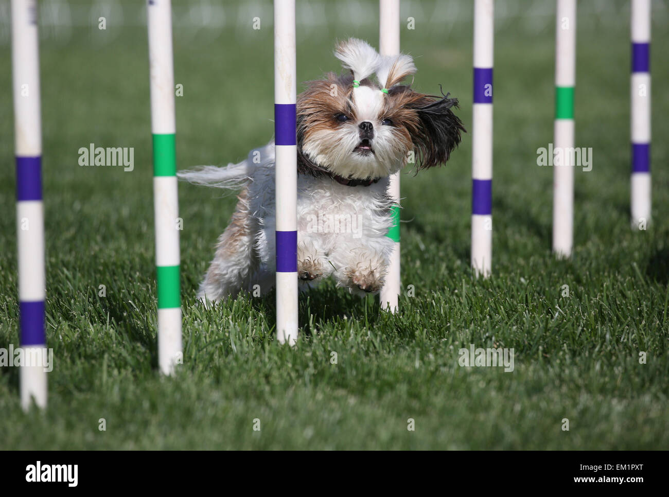 Kleiner Hund läuft durch Weben Pole Stockfoto