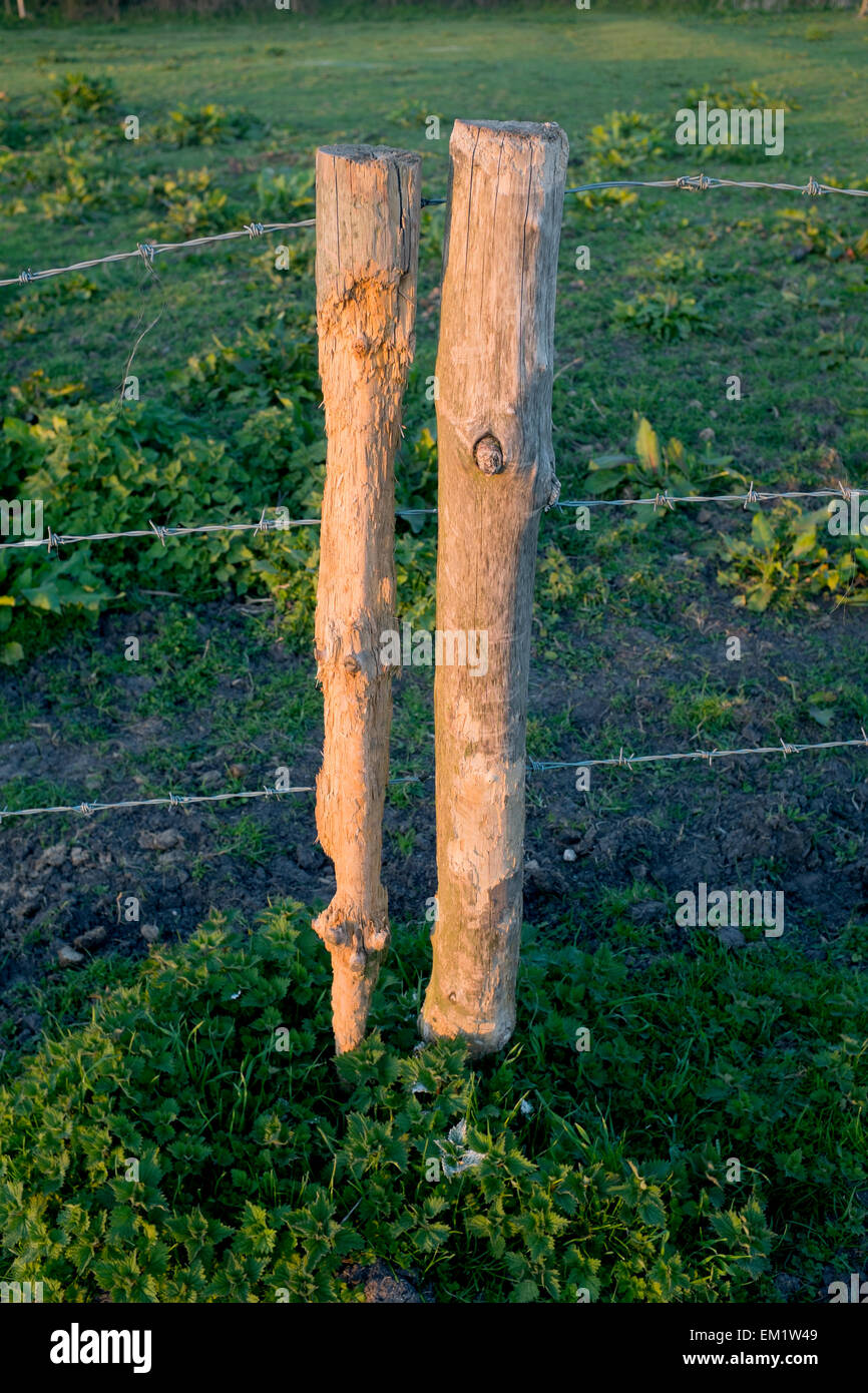 Zaunpfosten, die gegessen wurde oder knabberte von Wildtieren Stockfoto