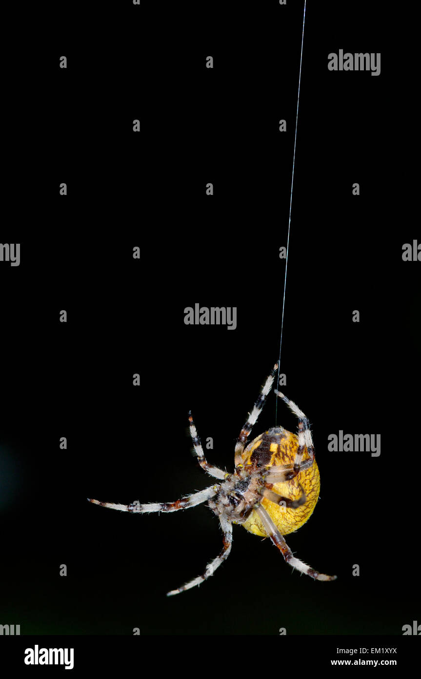 Araneus Marmoratus pyramidatus Stockfotografie Alamy