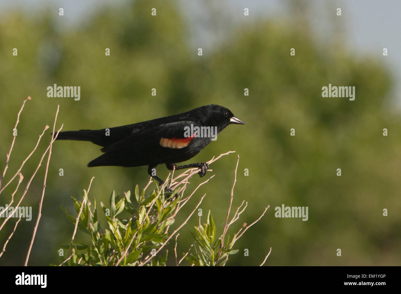 Red-winged Black Bird (Agelaius Phoeniceus) Bosque del Apache Wildlife Refuge in New Mexico. Stockfoto