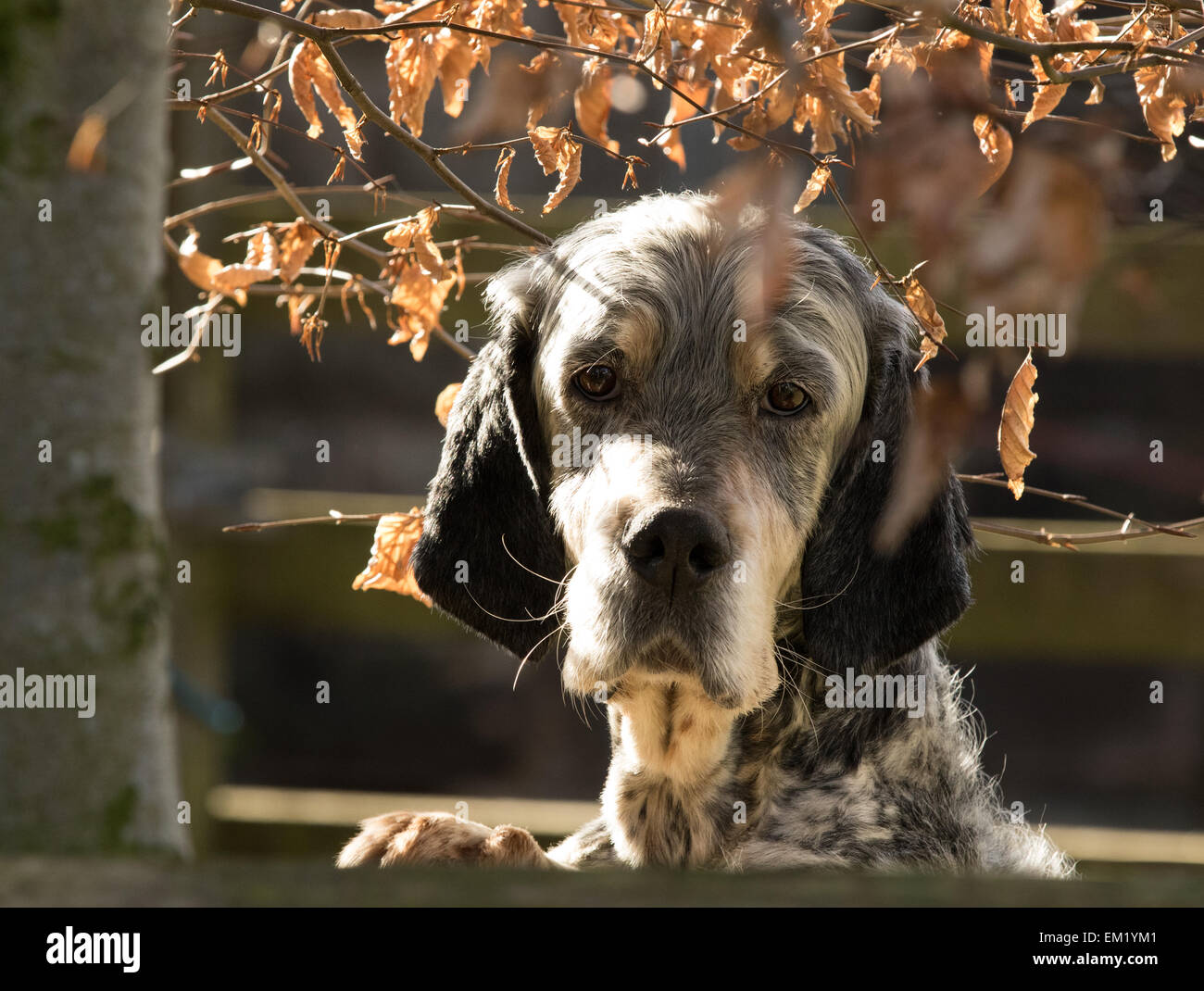 Hund männchen machen Fotos und Bildmaterial in hoher Auflösung Alamy