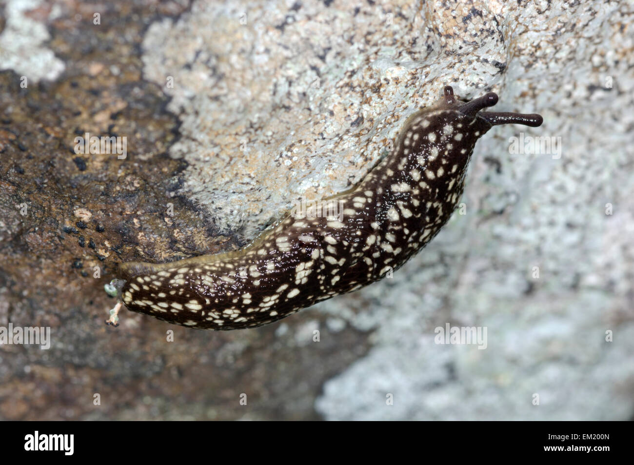 Kerry Slug - Geomalacus maculatus Stockfoto