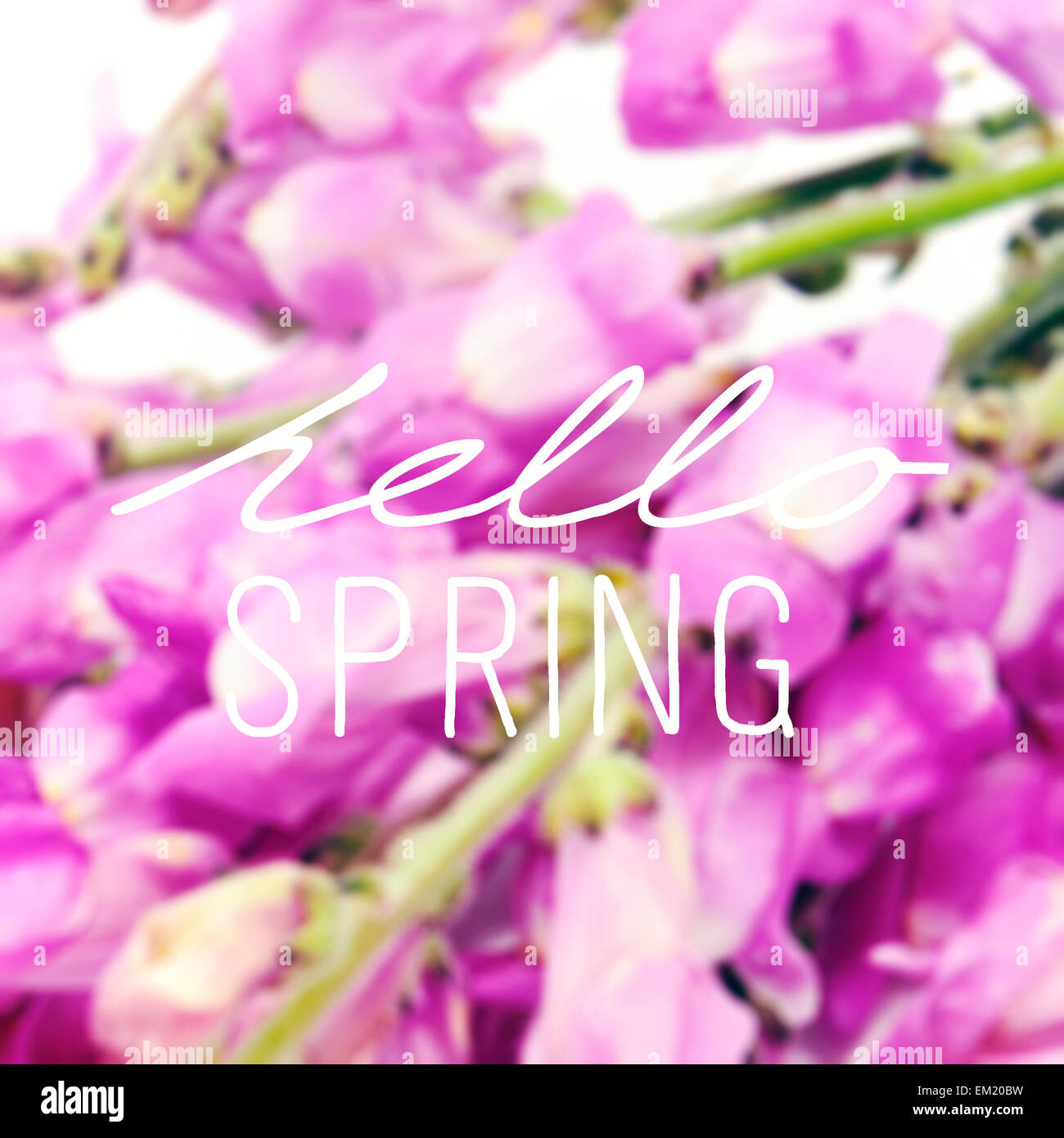 der Text Hallo Frühling geschrieben am ein verschwommenes Bild von lila Blüten Stockfoto