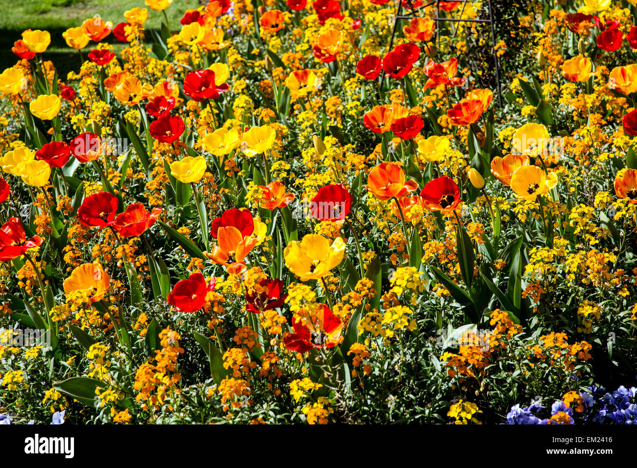 Tulpe Blumenbeete in St. Johns Wood Kirche Gardens London UK Stockfoto