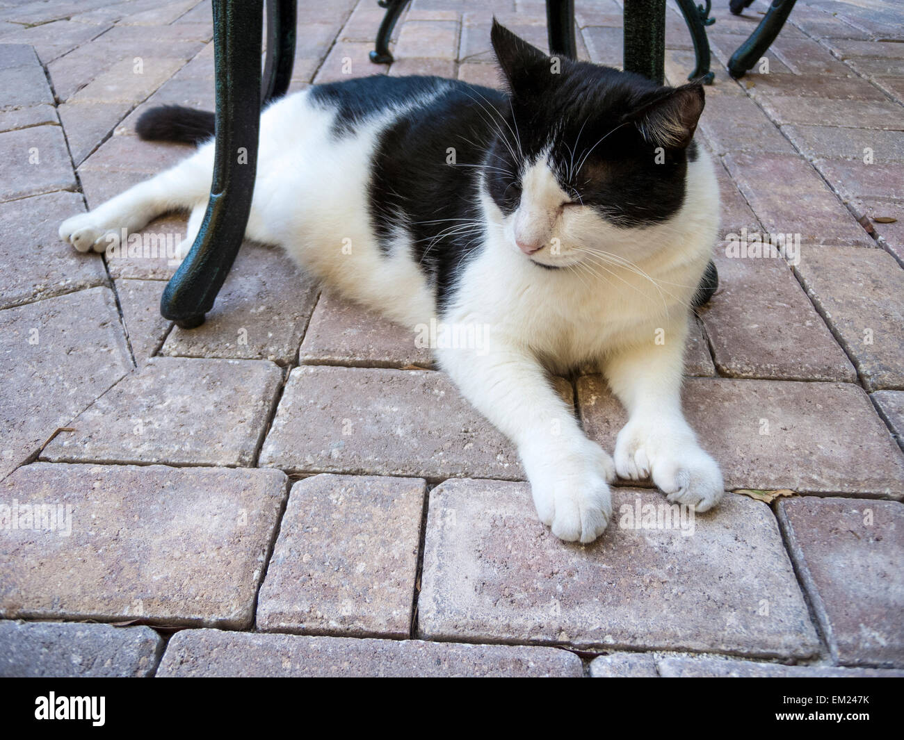 Katze mit Polydaktylie Füße Nickerchen im Hemingway House Museum, Key West,  Florida Stockfotografie - Alamy