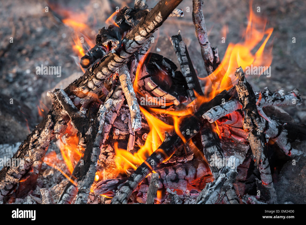 Lagerfeuer in den Frühlingswald. Kohlen. Ukraine Stockfoto