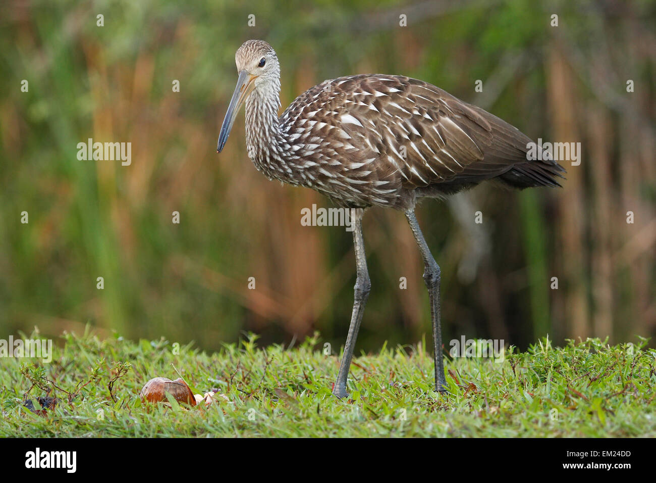 Limpkin (Aramus Guarauna) Stockfoto