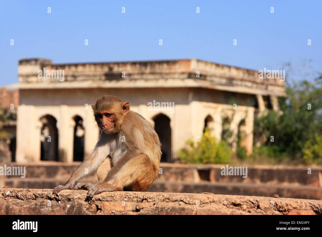 Rhesus-Makaken (Macaca Mulatta) sitzen im Taragarh Fort, Bundi, Rajasthan, Indien Stockfoto