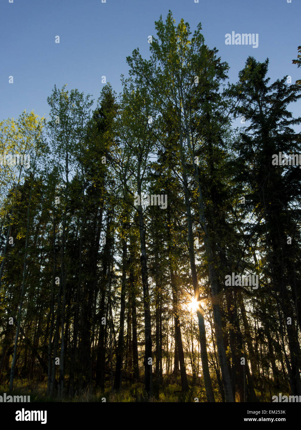 Borealen Wald Linien Dore See nördlich von Saskatoon, Saskatchewan, Kanada. Stockfoto