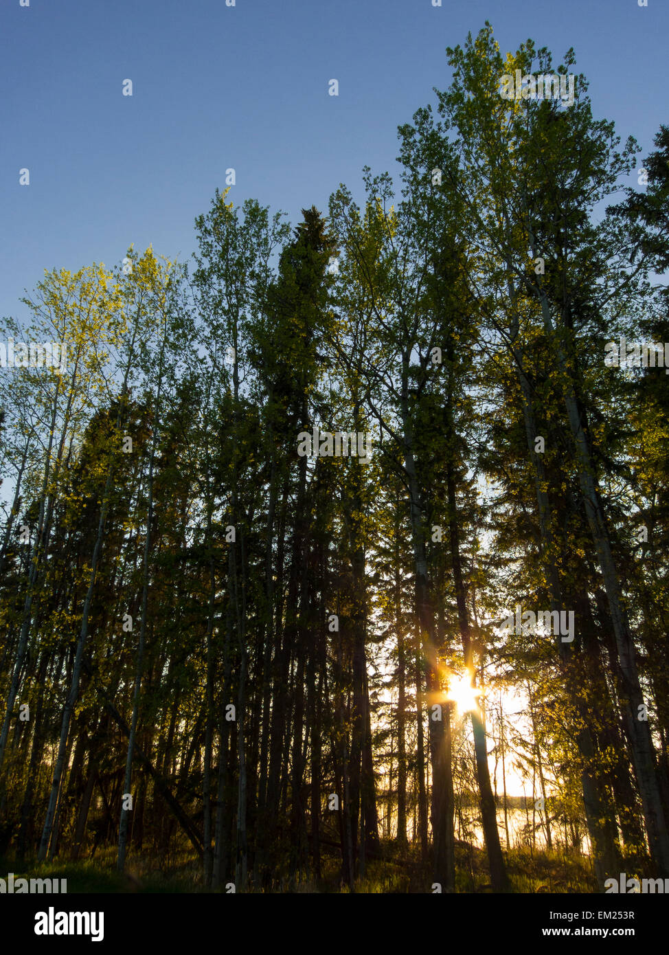 Borealen Wald Linien Dore See nördlich von Saskatoon, Saskatchewan, Kanada. Stockfoto