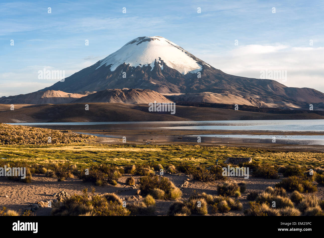 Schneebedeckte Parinacota Vulkan spiegelt sich im See Chungara, Chile Stockfoto