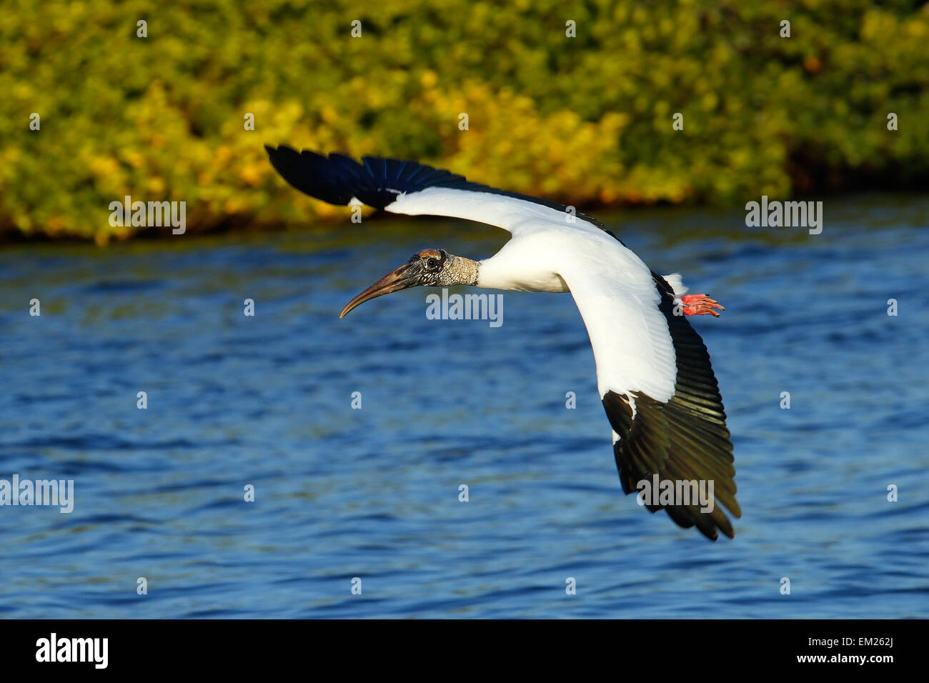 Holz-Storch (Mycteria Americana) Tiefflug über Wasser Stockfoto