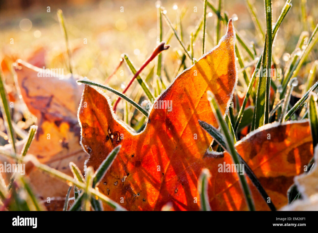 Blätter Herbst Frost Stockfoto